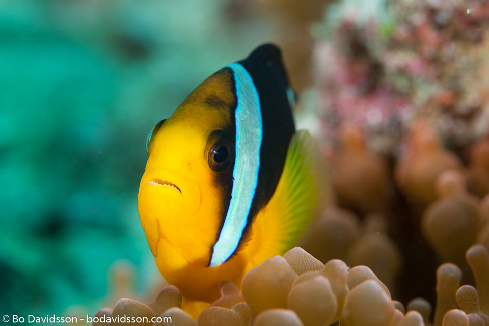 BD-130713-Maldives-0524-Amphiprion-clarkii-(Bennett.-1830)-[Yellowtail-clownfish].jpg